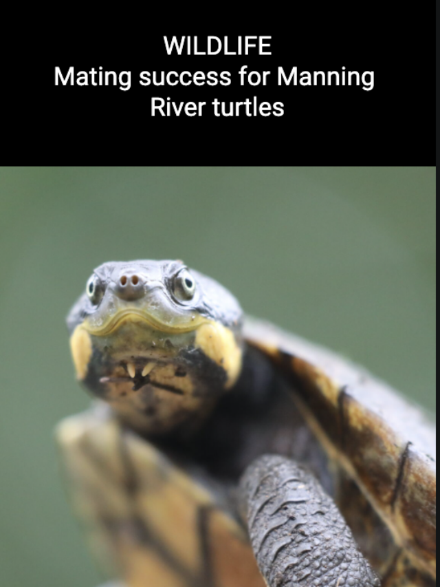 Image for article: Mating success for Manning River turtles