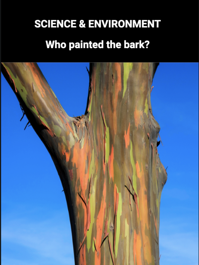 Image for article: ‘Who painted the bark?’