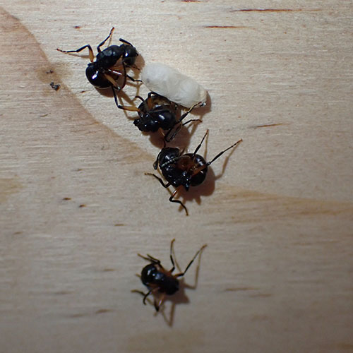 Dead clever: Kangaroo Island ants’ killer strategy to avoid predators