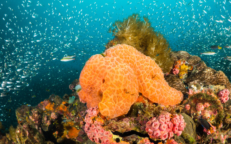 Orange,Sponge,And,Pink,Coral,Reef,Surrounded,By,Small,Glass