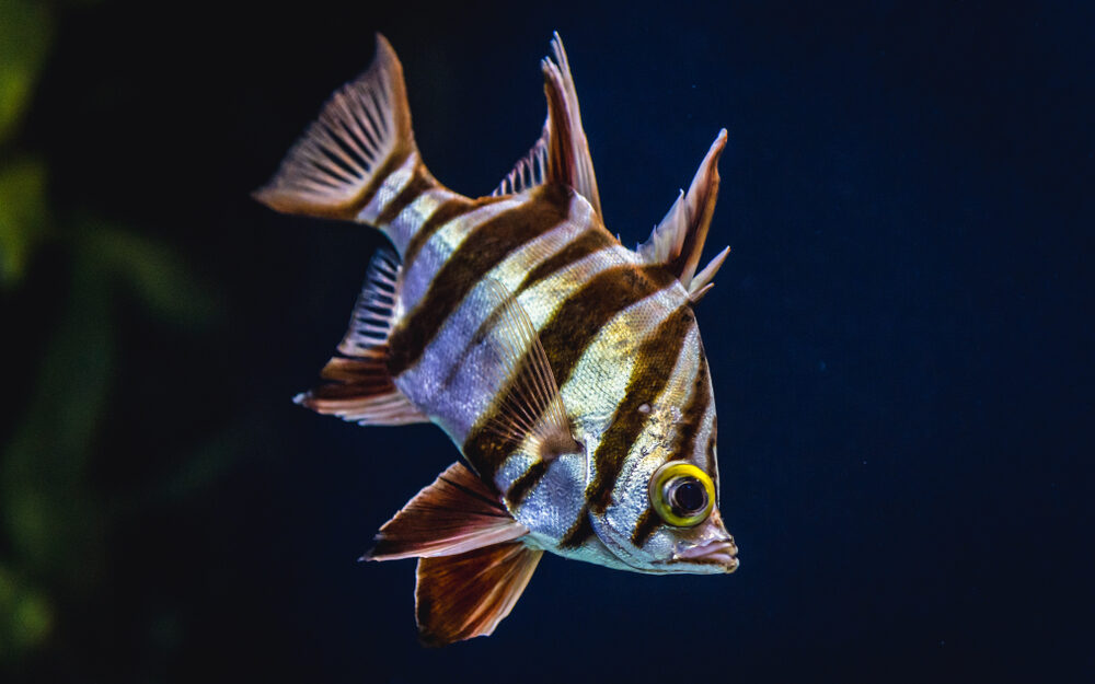So,Called,Old,Wife,Fish,In,Aquarium