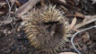 Fact File: Short-beaked echidna (Tachyglossus aculeatus) - Australian ...