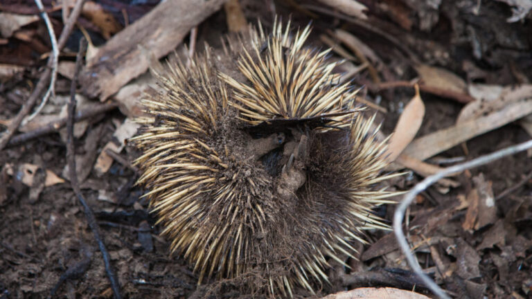 Fact File: Short-beaked echidna (Tachyglossus aculeatus) - Australian ...