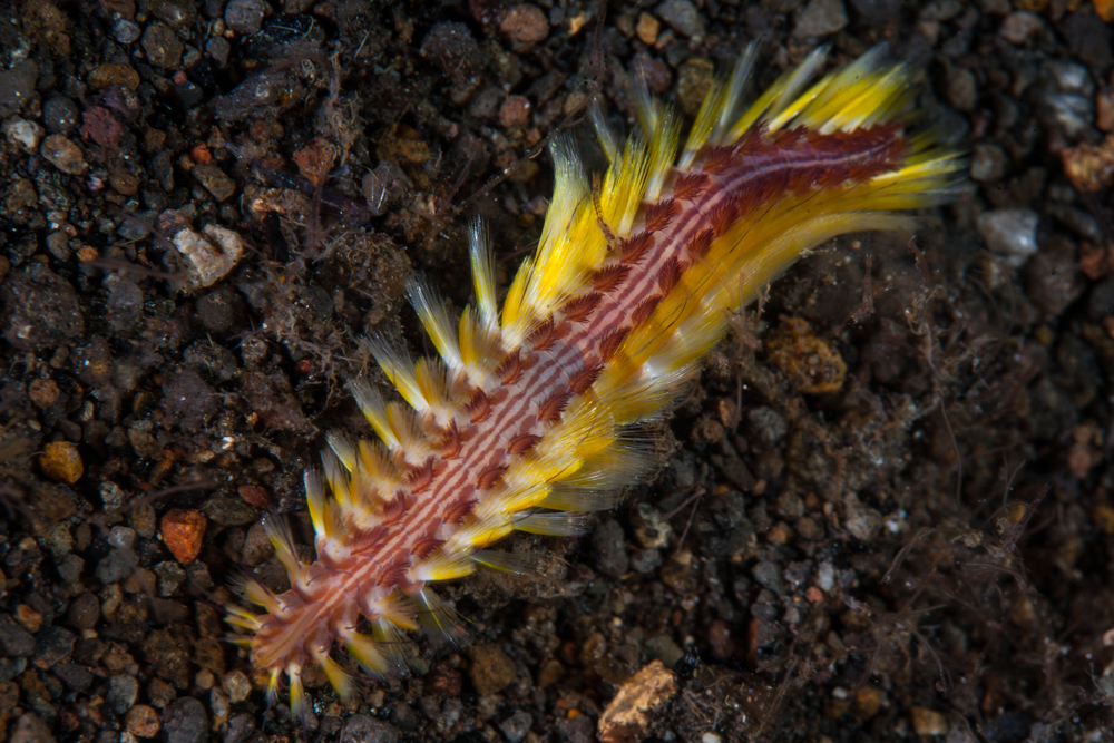 A,Bristle,Worm,,Chloe,Fusca,,Crawls,Across,A,Black,Sand