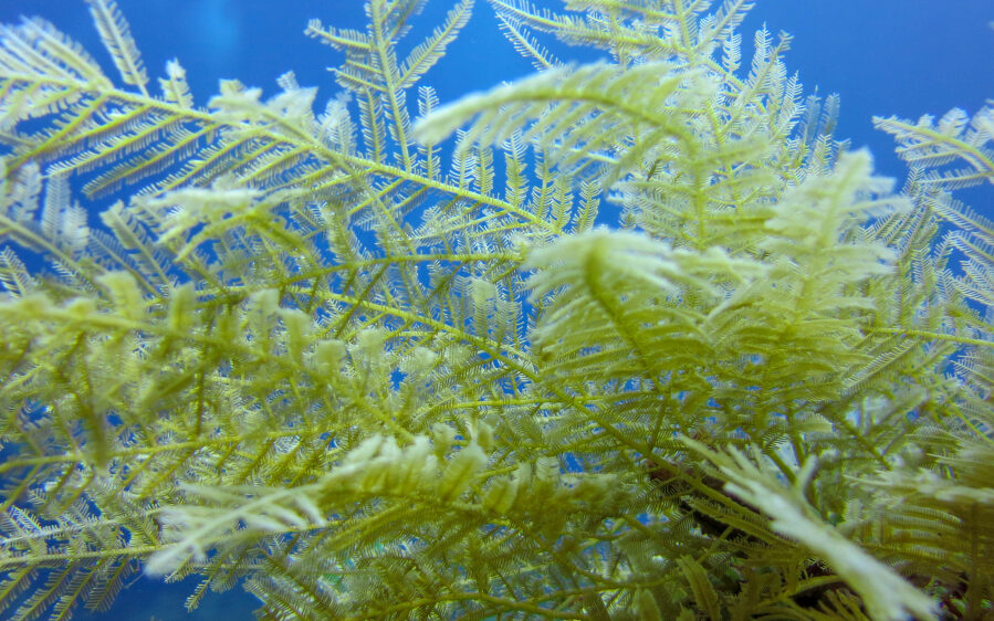 Richly,Branched,Sea,Coral,Benthic,Hydroids.,Its,Fine,Bristles,Sting
