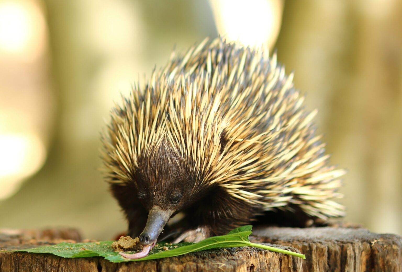 Fact File Shortbeaked echidna (Tachyglossus aculeatus) Australian