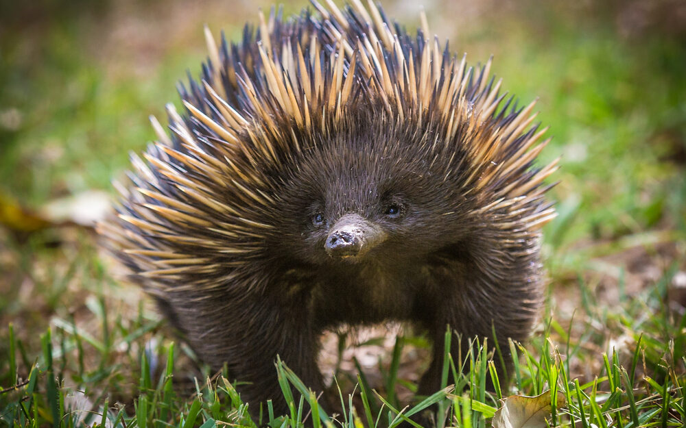an echidna standing in grass