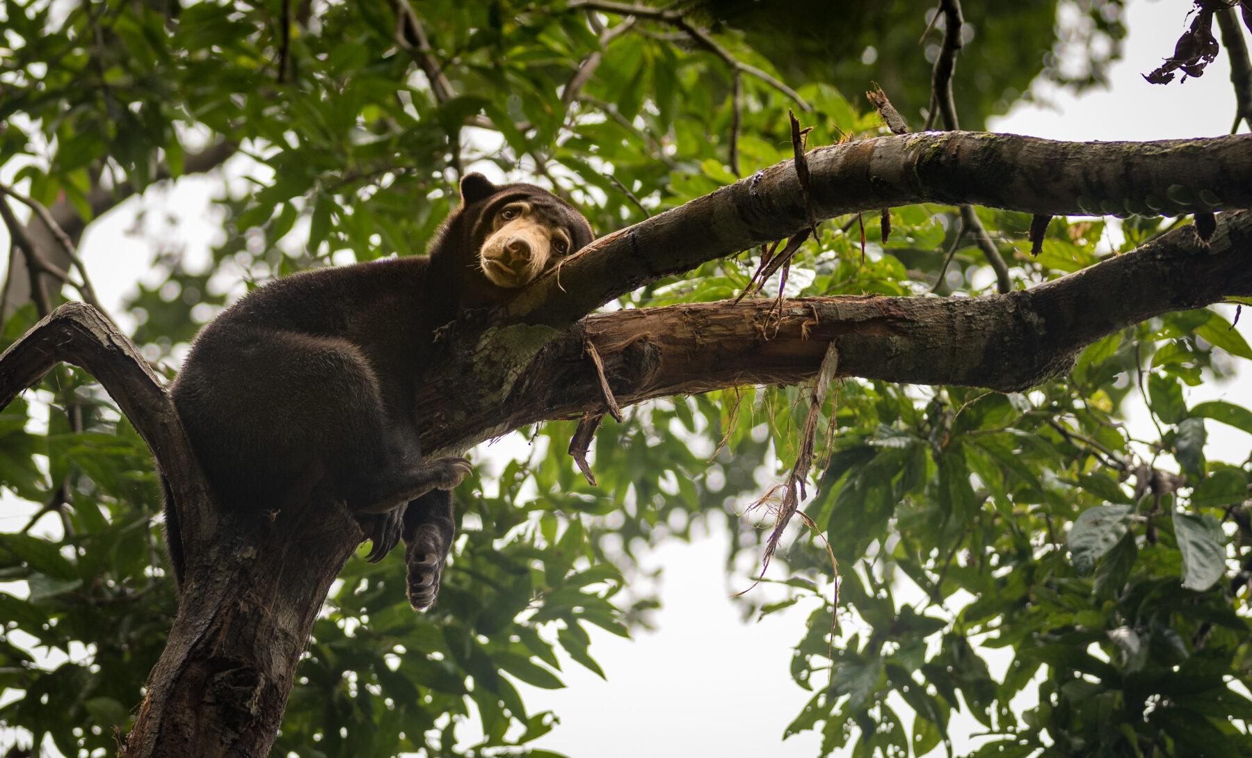 A sun bear lounging in a tree