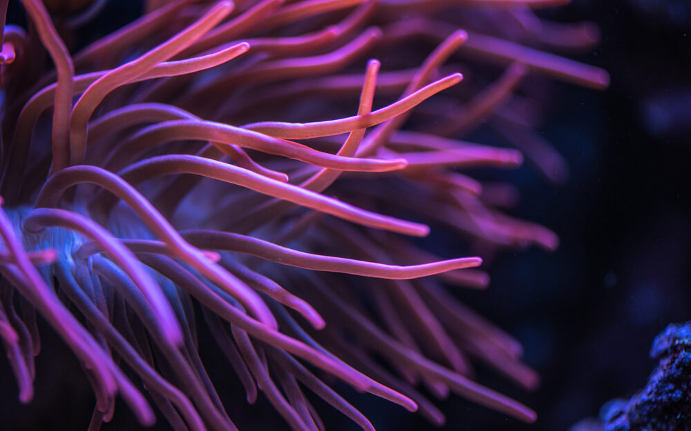 Macro,Shoot,Of,Anemone,Tentacles,In,Pink,Color