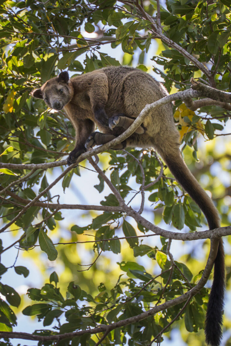 Fact File Australian tree kangaroos (Dendrolagus lumholtzi