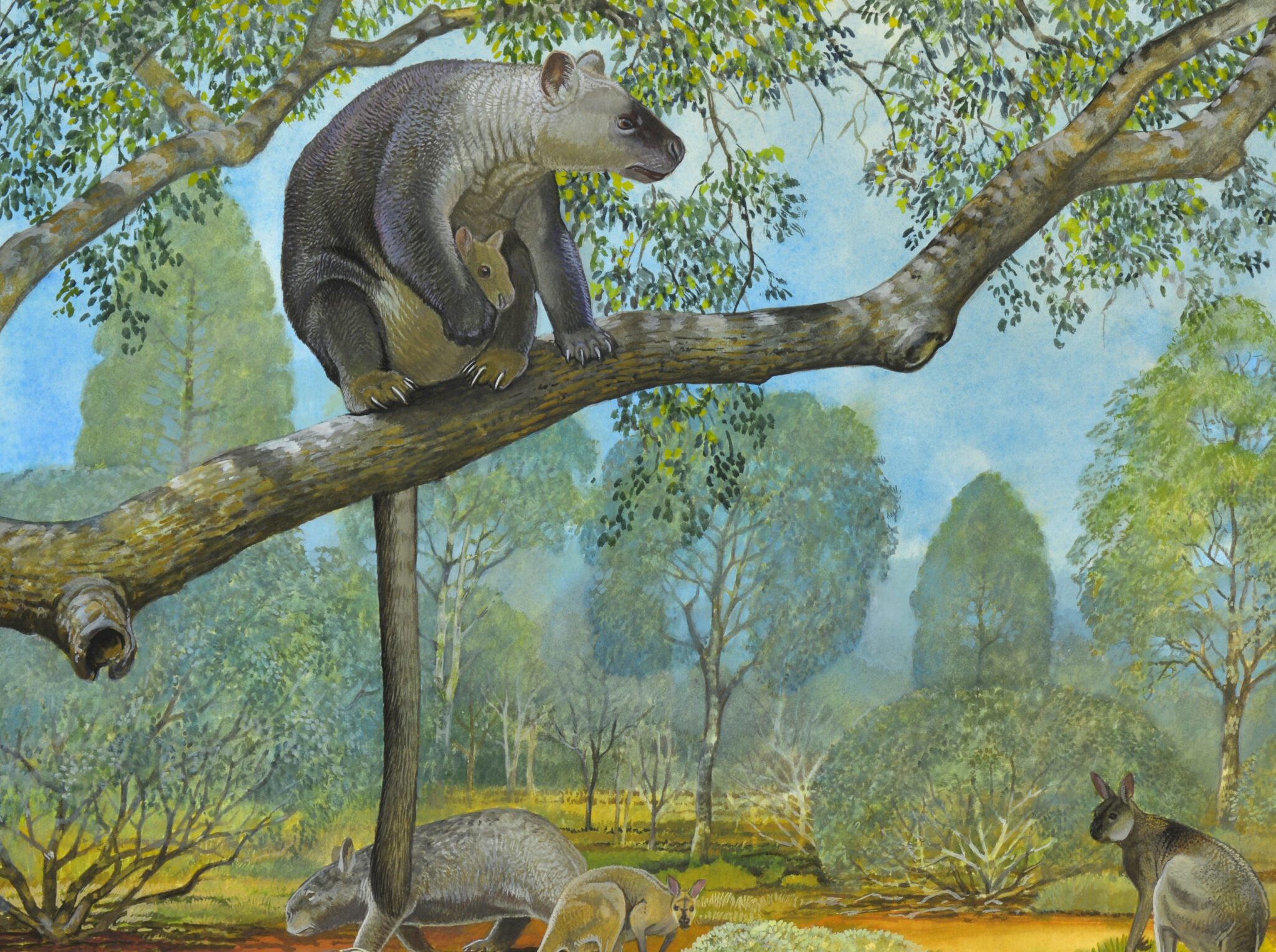 The incredible megafauna fossils of Kalamurina Australian Geographic