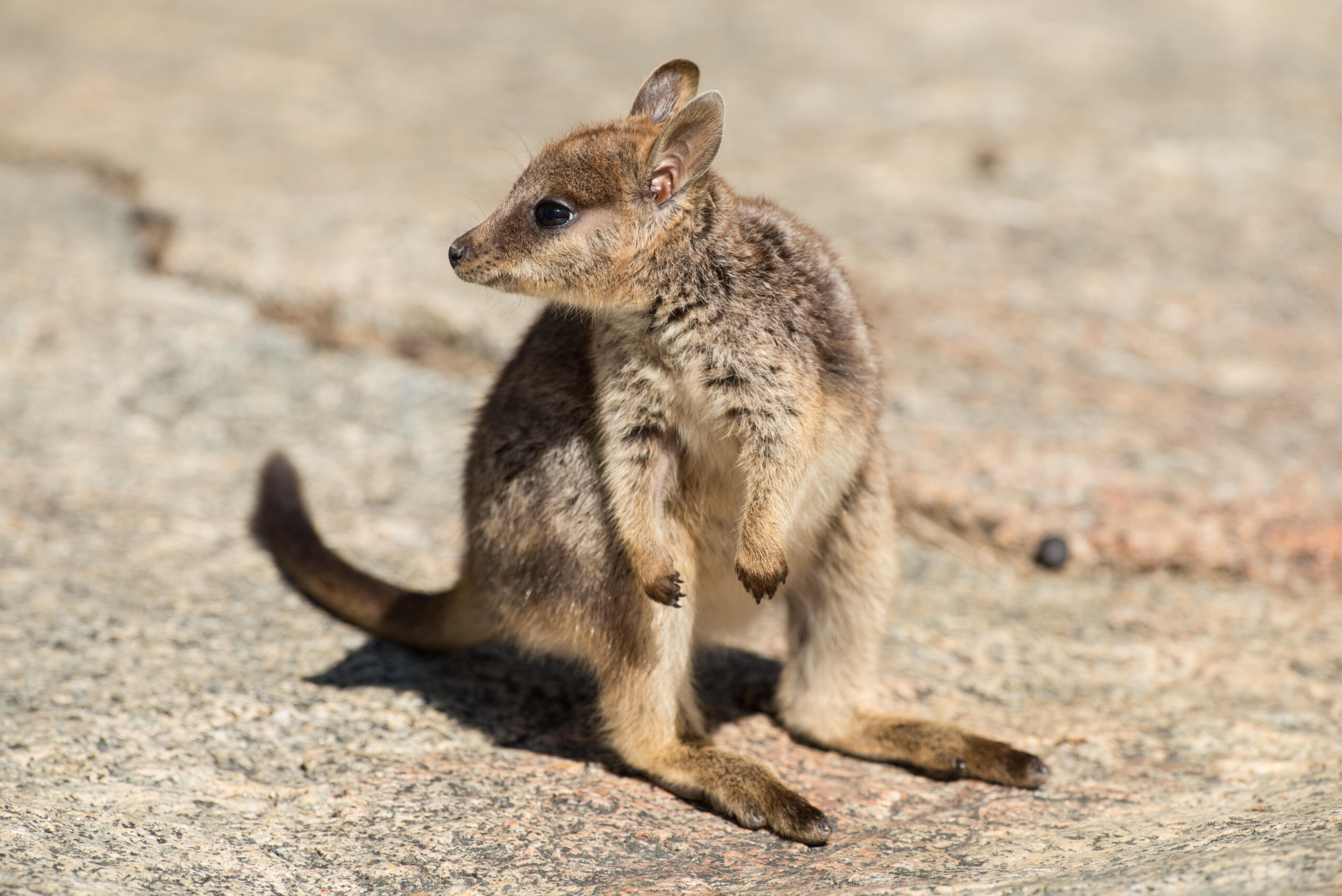 Ouch, my heart the Mareeba rock wallaby