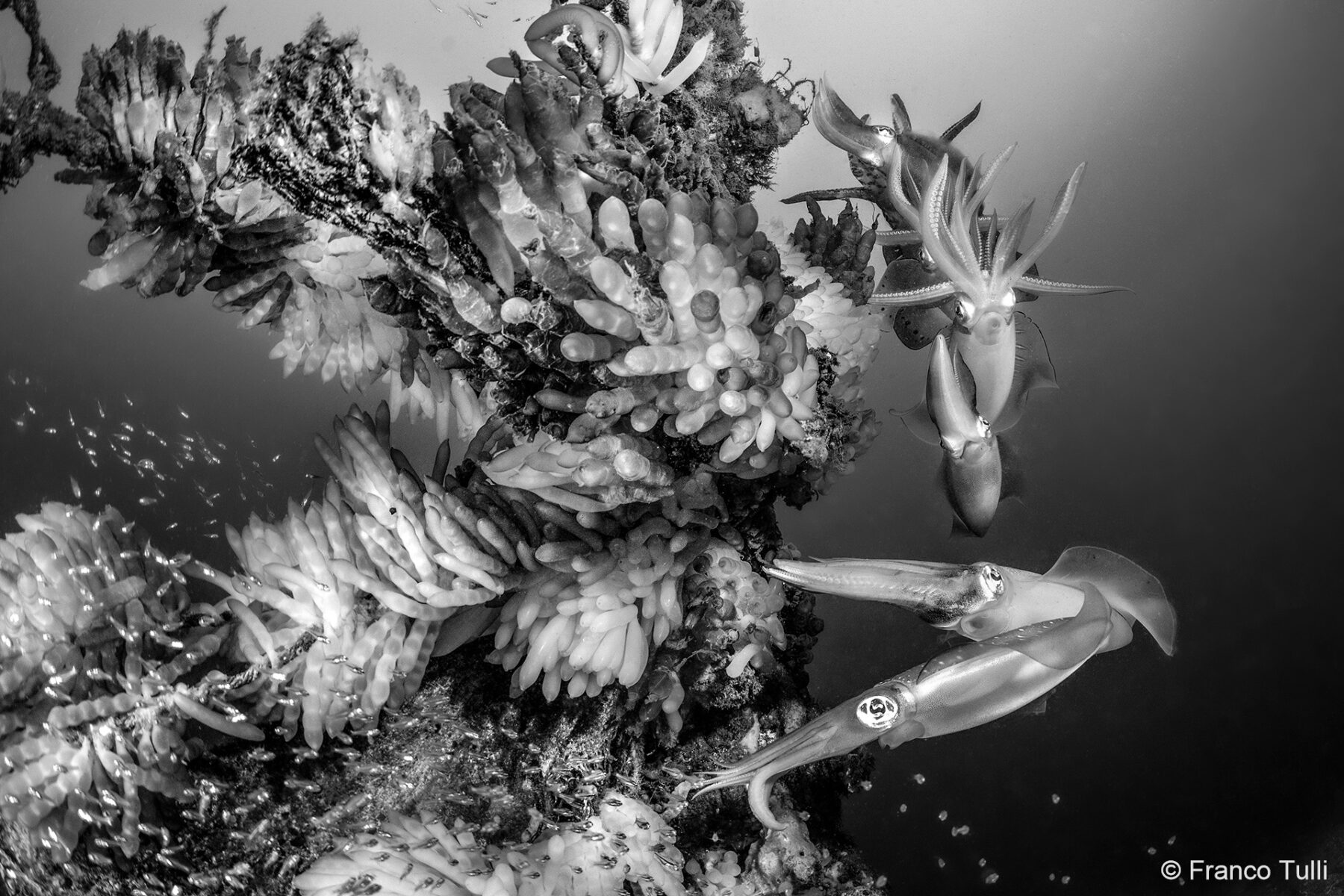 Shortlist 2023 Australian Geographic Nature Photographer of the Year