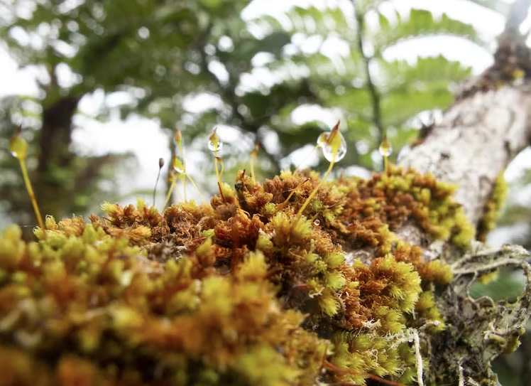 Mosses are the lifeblood of plant ecosystems, say researchers