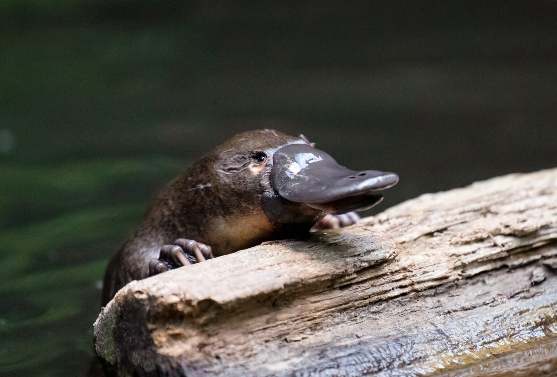 A platypus on a log in a body of water