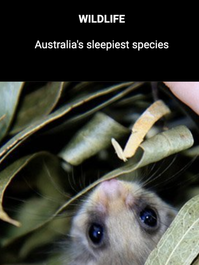 Image for article: Australia’s sleepiest species