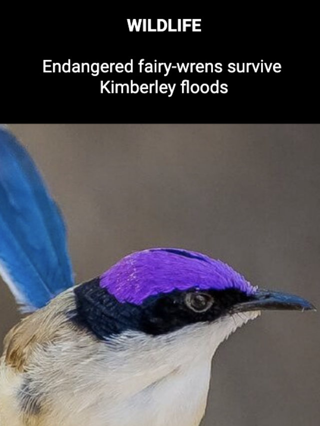 Endangered fairy-wrens survive Kimberley floods