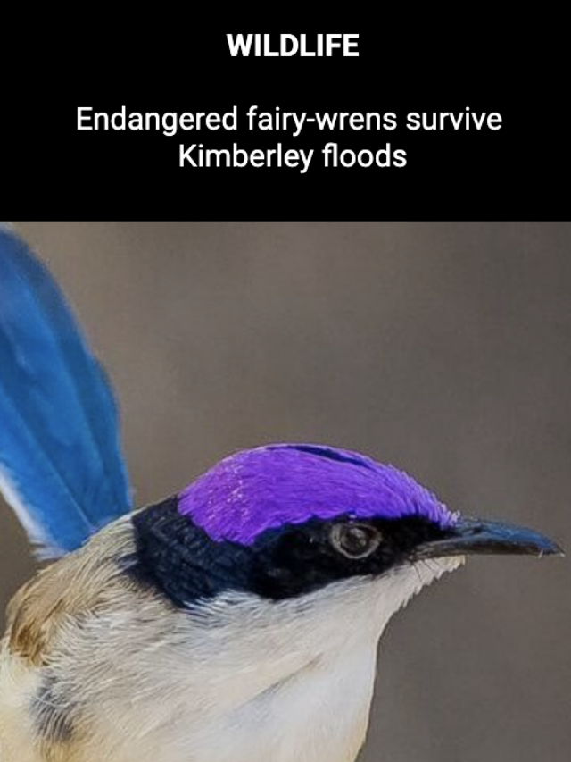 Image for article: Endangered fairy-wrens survive Kimberley floods