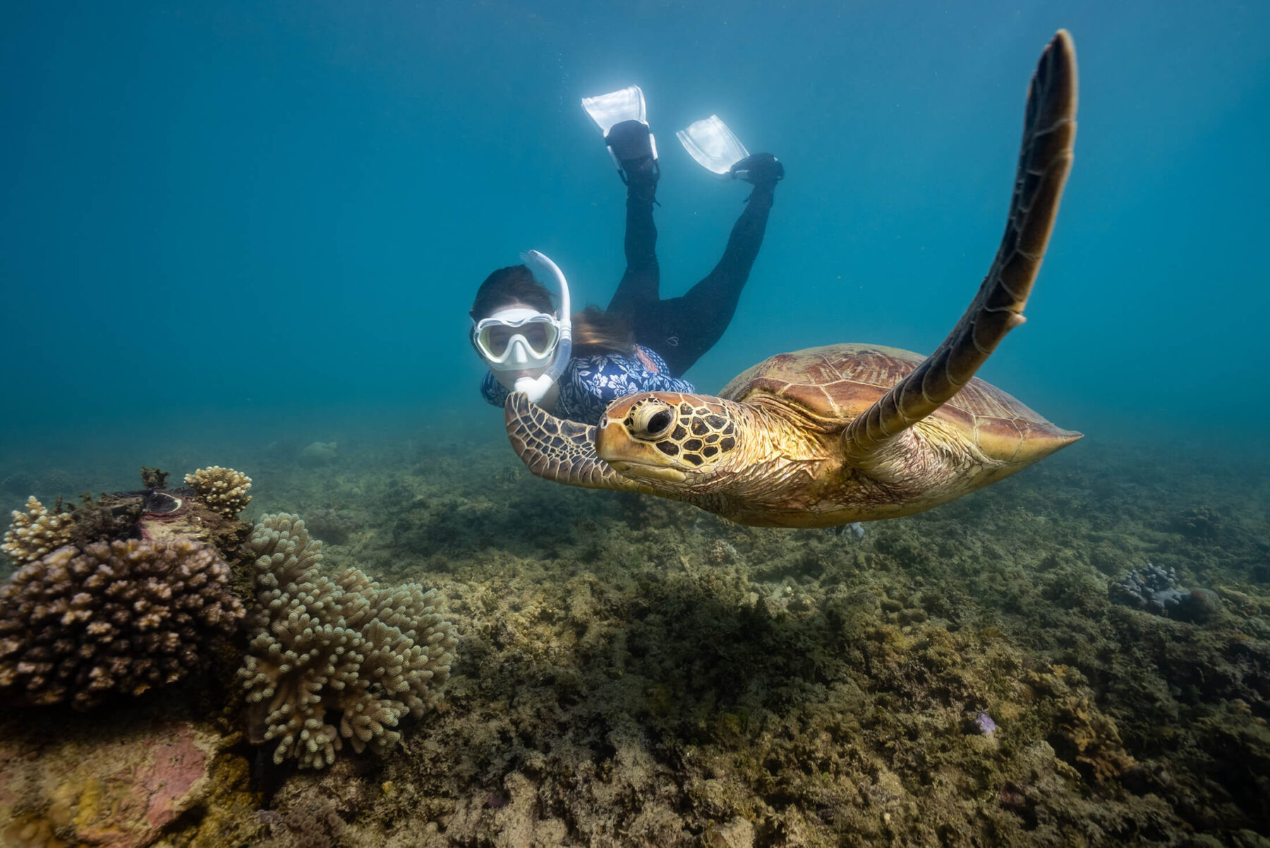 fitzroy island turtle tour