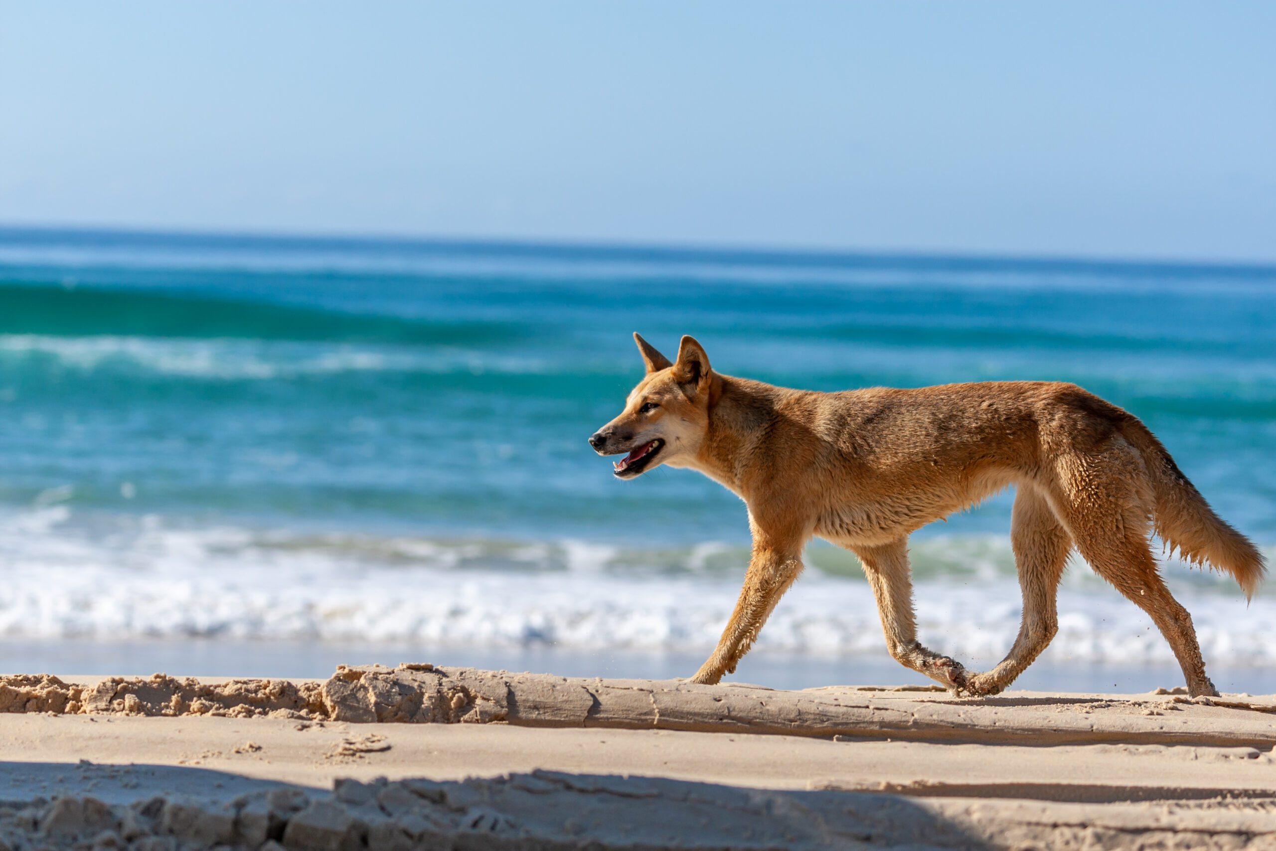 Image for article: Will killing dingoes on K’gari make visitors safer?