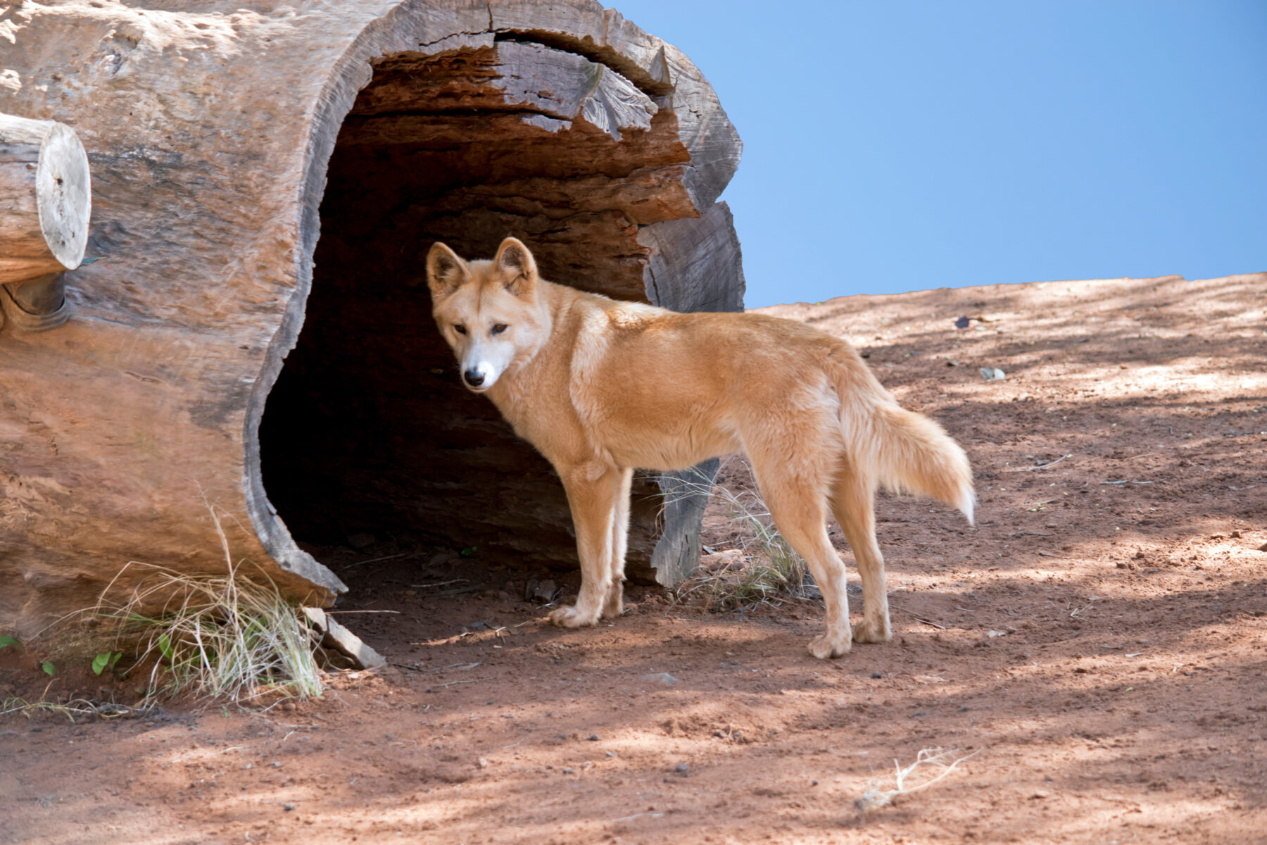 Culling dingoes start of 'domino effect' that may be changing the