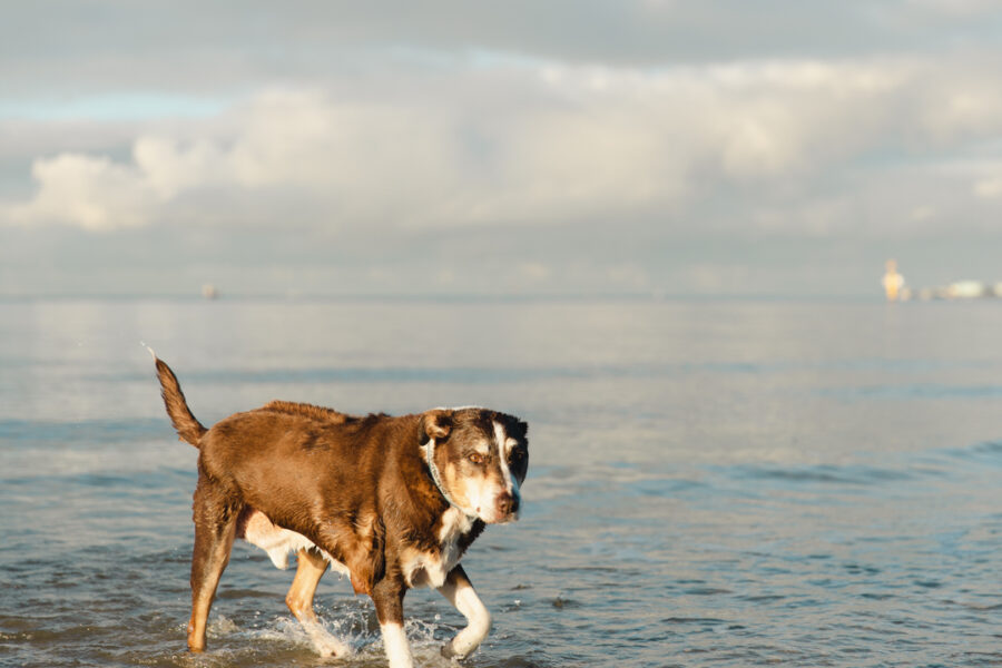 Celebre las alegrías de la compañía canina en el Festival de Cine Top Dog