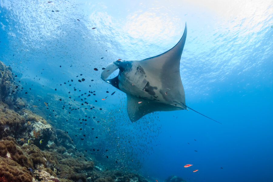 manta-ray-coral-expeditions