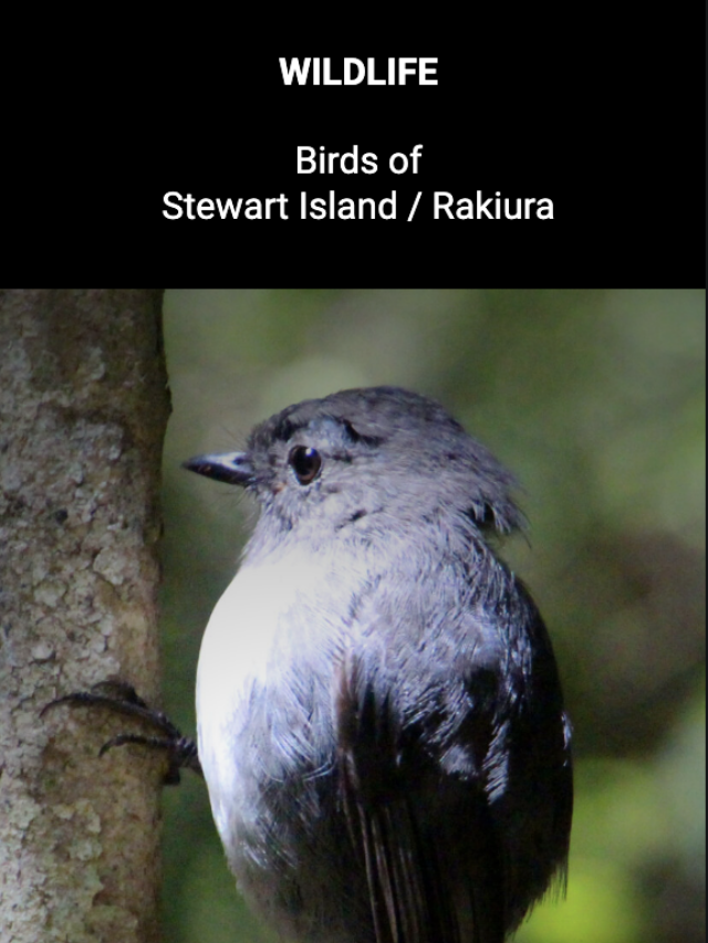 Image for article: Birds of Stewart Island / Rakiura