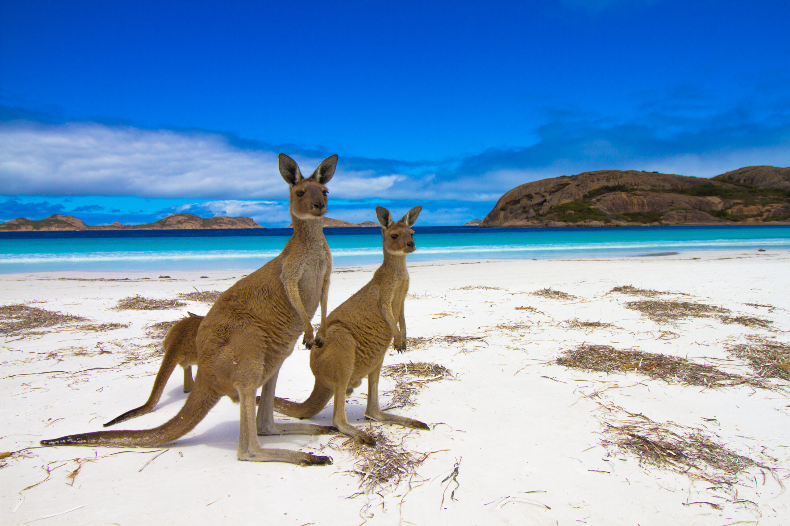 Австралия. Остров кенгуру (Kangaroo Island). Остров кенгуру (залив сент-Винсент). Кенгуру в Австралии.
