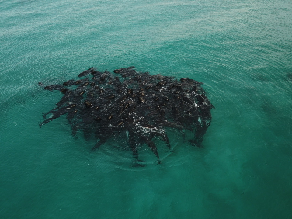 Whales in mass stranding on Western Australia beach. The strange annual  phenomenon of beaching that inspired Kojima to write Death Stranding : r/ DeathStranding