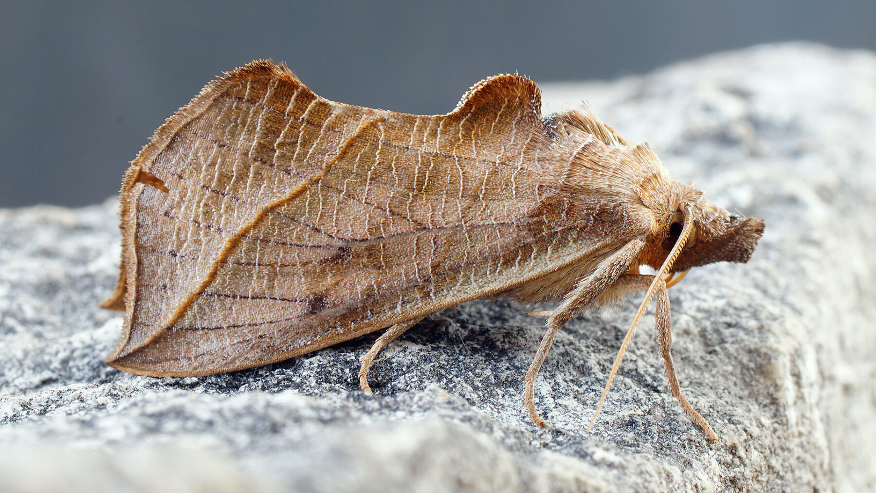 A vampire moth (Calyptra thalictri)