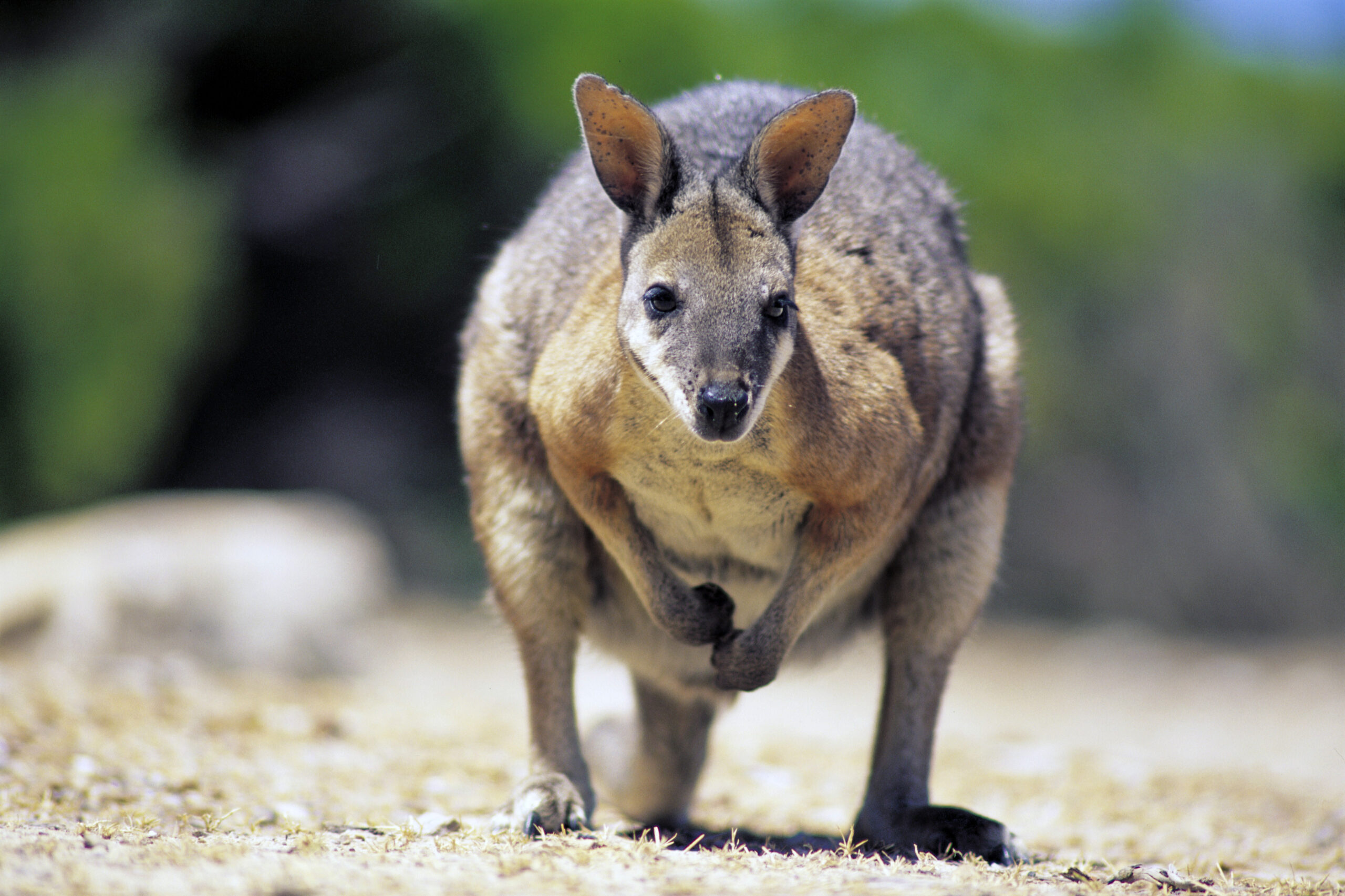 The wallaby that drinks seawater