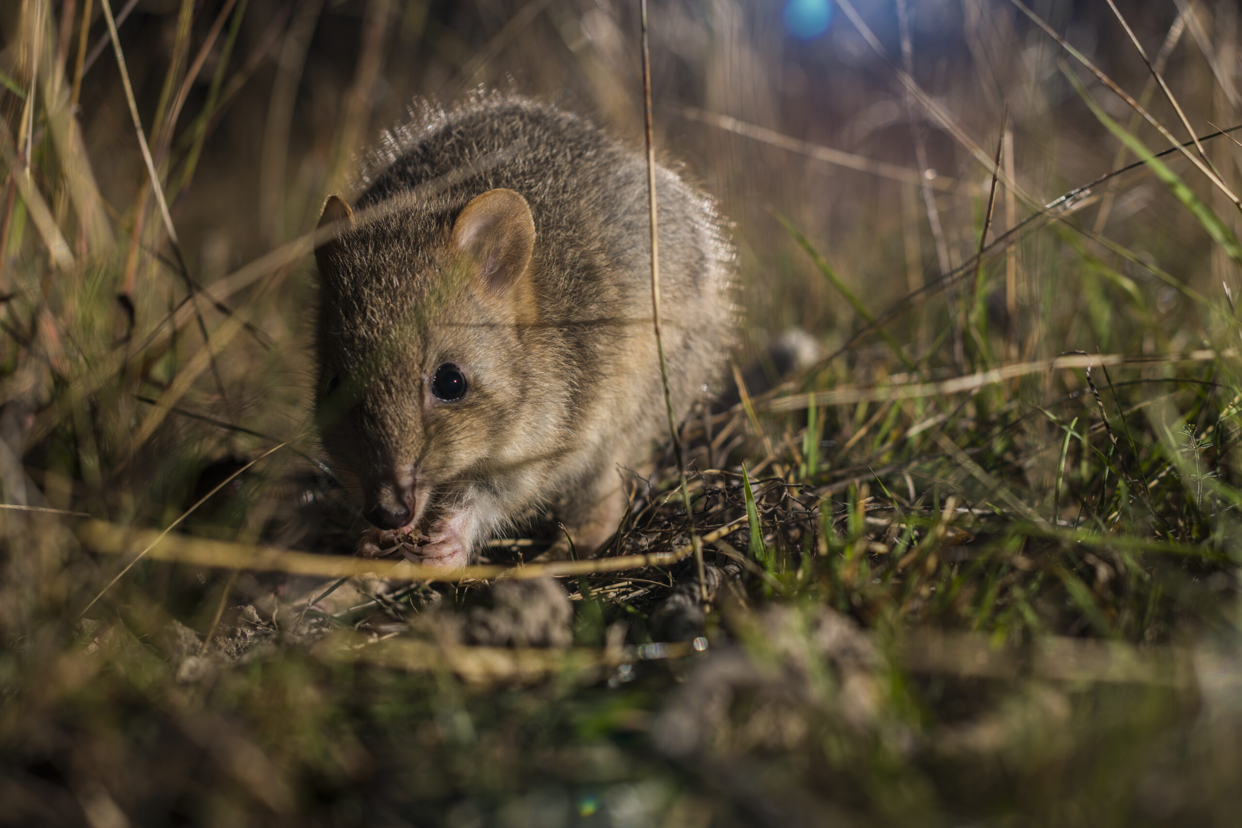 Help save the eastern bettong Australian Geographic