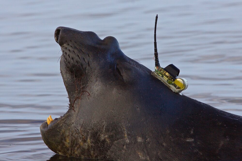 How deep is the sea? These clever seals know and are happily sharing