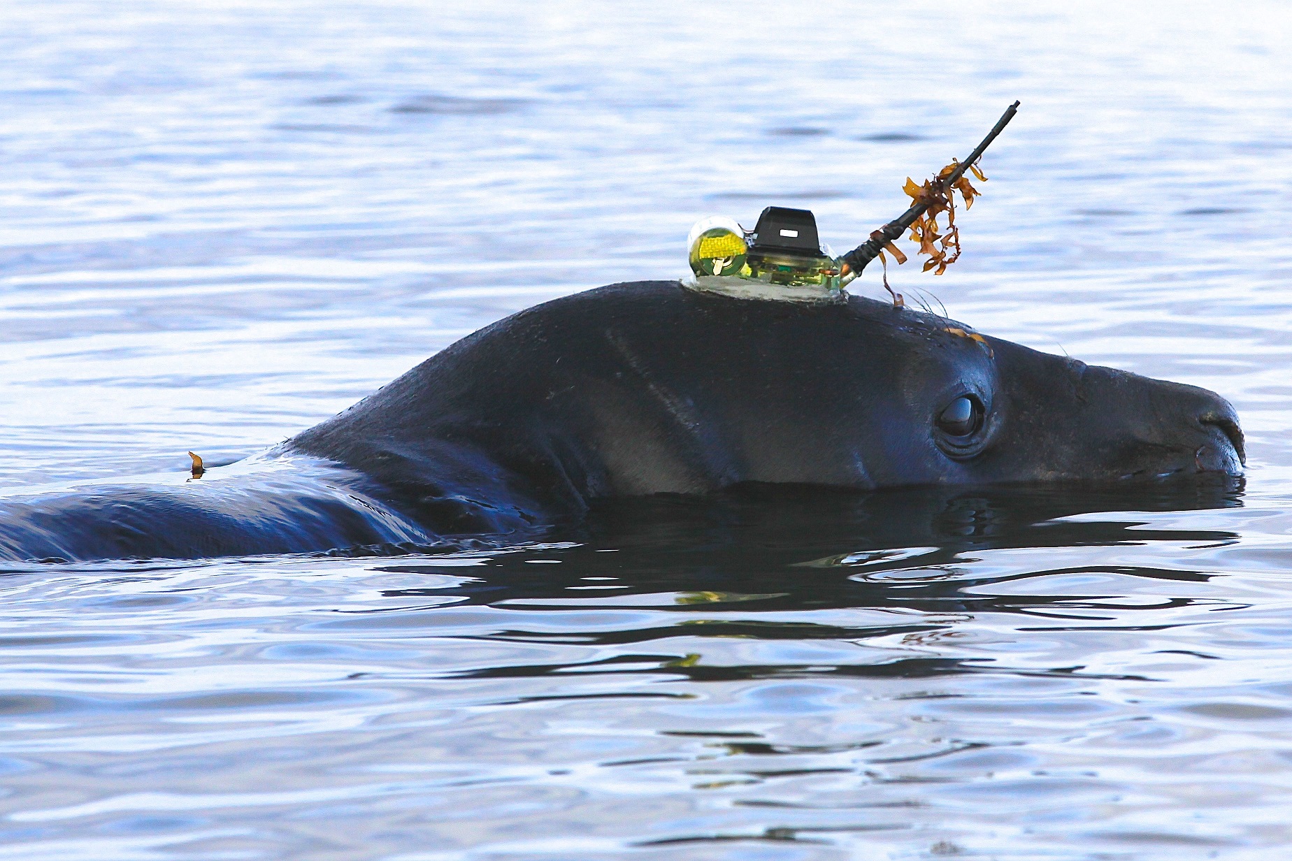 How deep is the sea? These clever seals know and are happily sharing