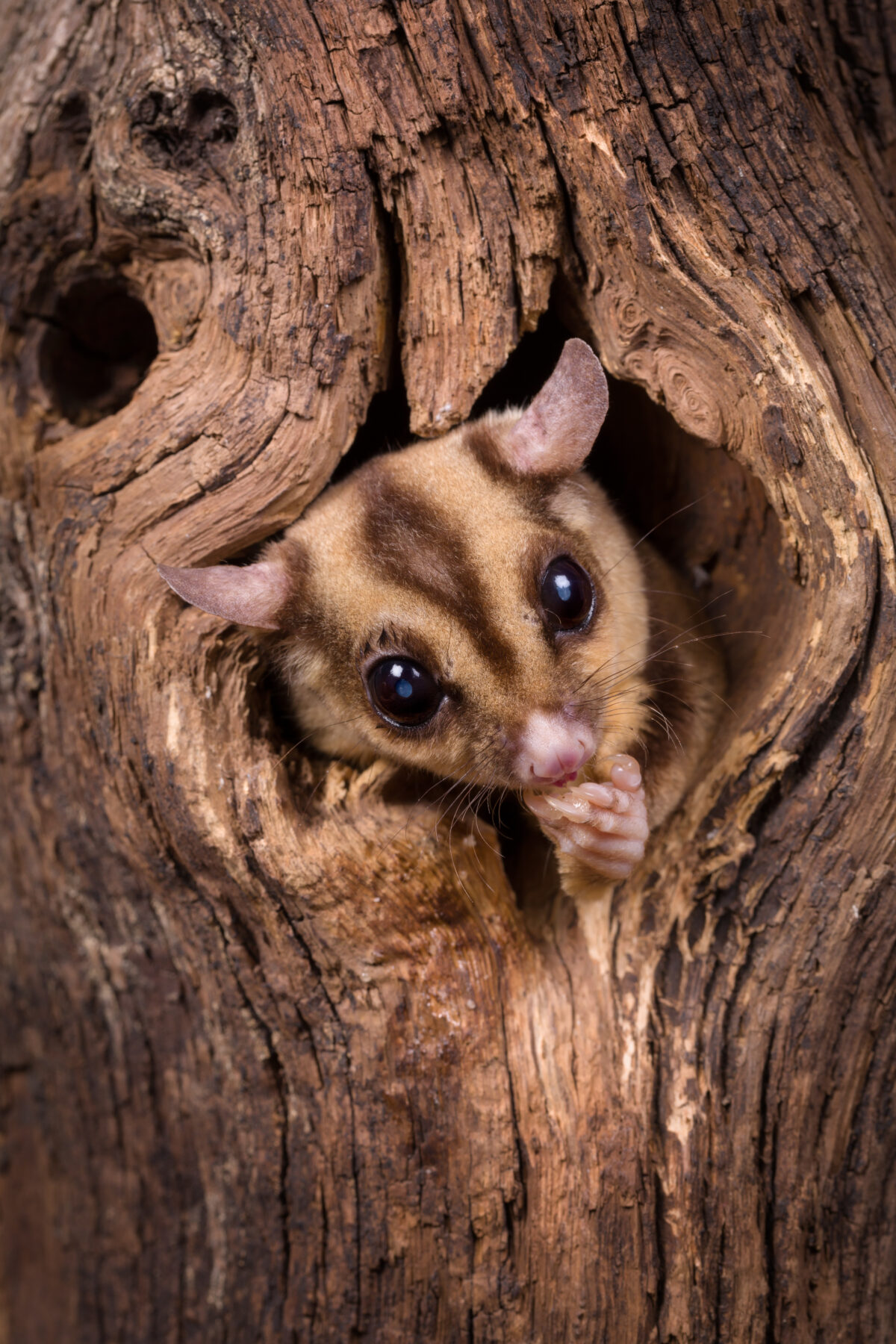 Closeup,Of,A,Sugar,Glider,Squirrel,Peeking,Out,Of,A