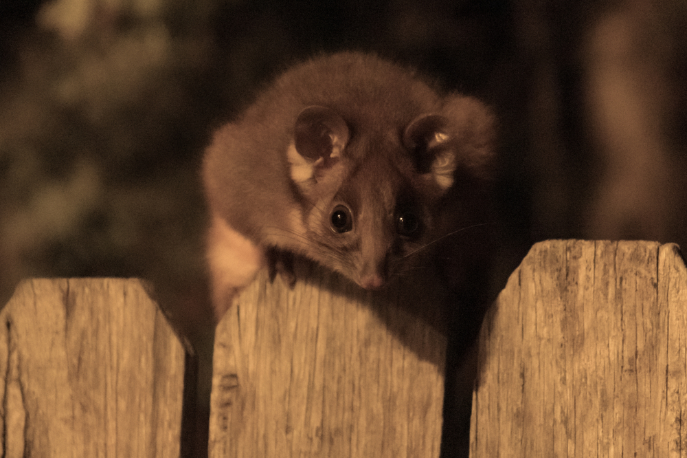 a Common ringtail possum on a yard fence