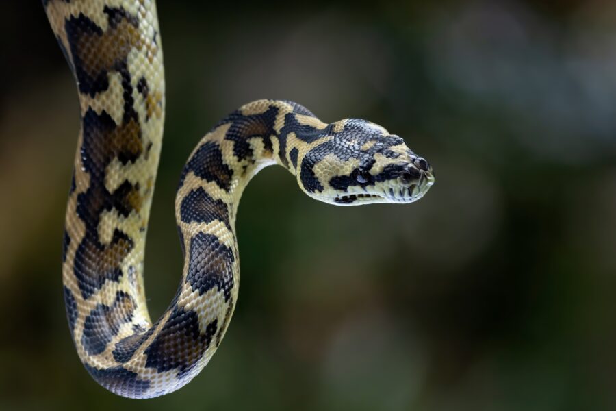 Python parasite pulled from Australian woman's brain - Australian Geographic