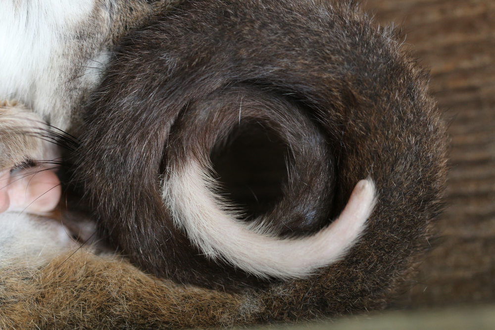 Common ringtail possum's tail