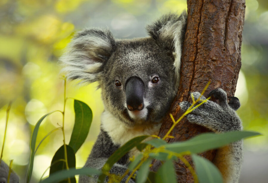 Ever seen a koala in the tropics? Probably not - Australian Geographic