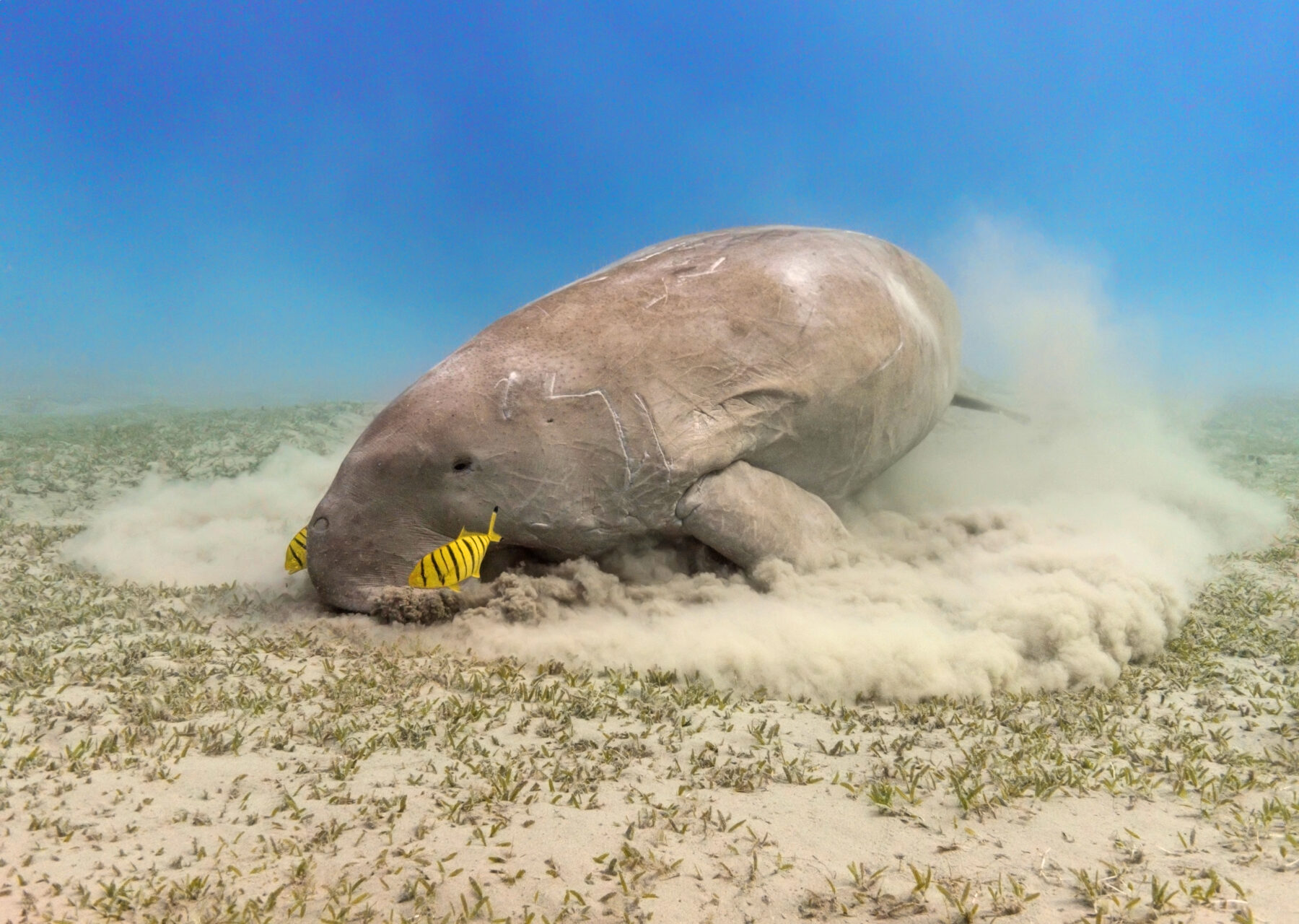 Seagrass Meadows on the Ocean Floor