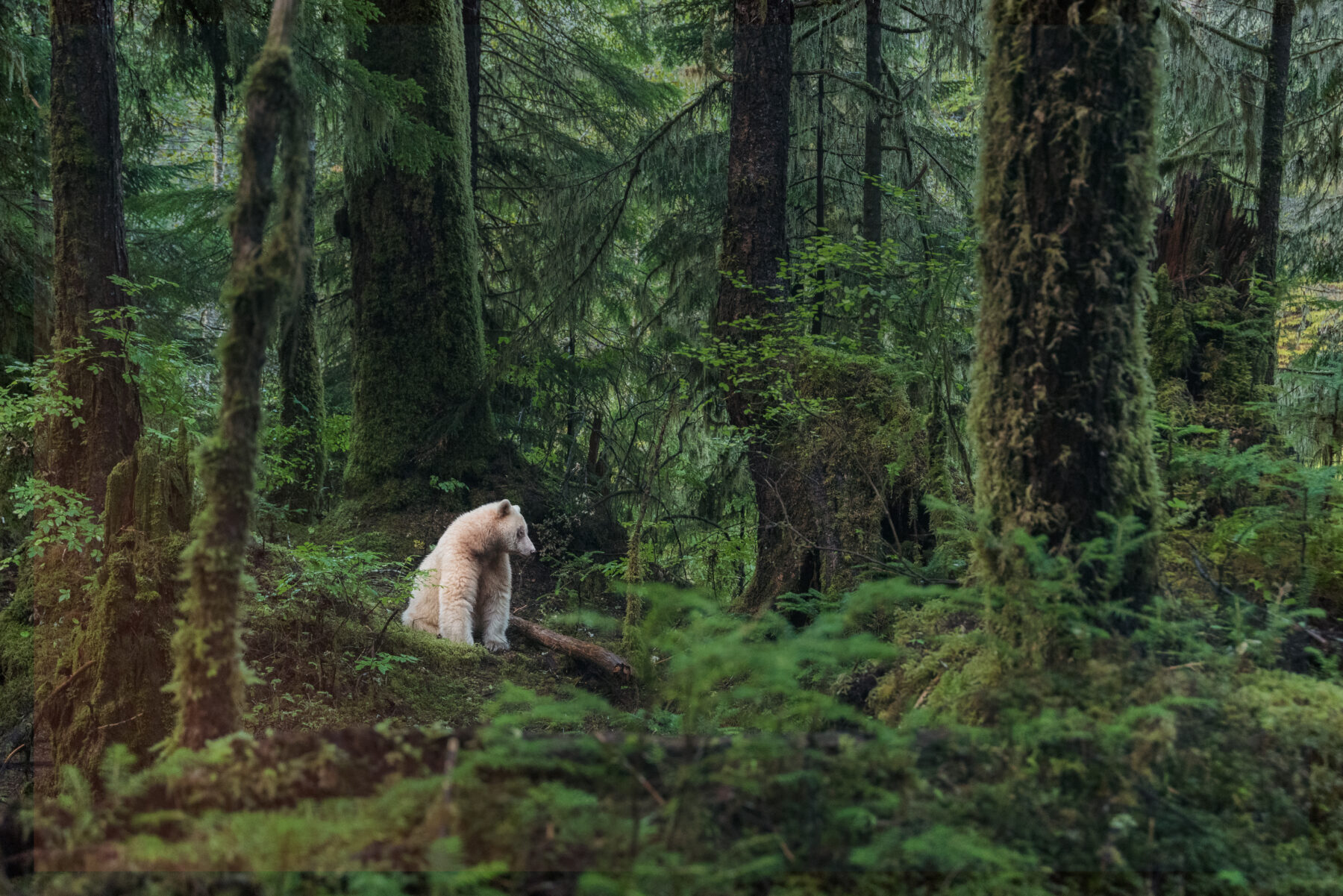 A kermode (spirit) bear in Great Bear Forest, British Colombia