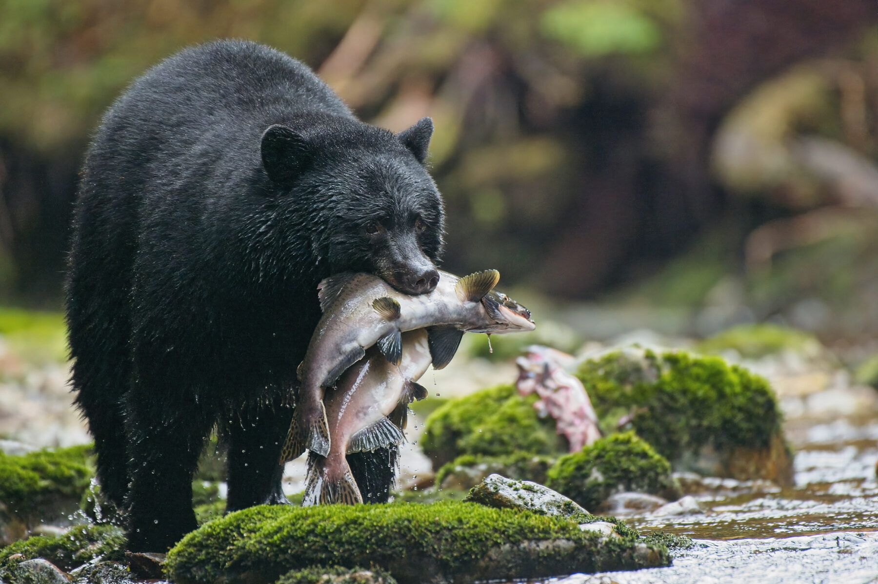 A black bear feasts on a salmon in Canada