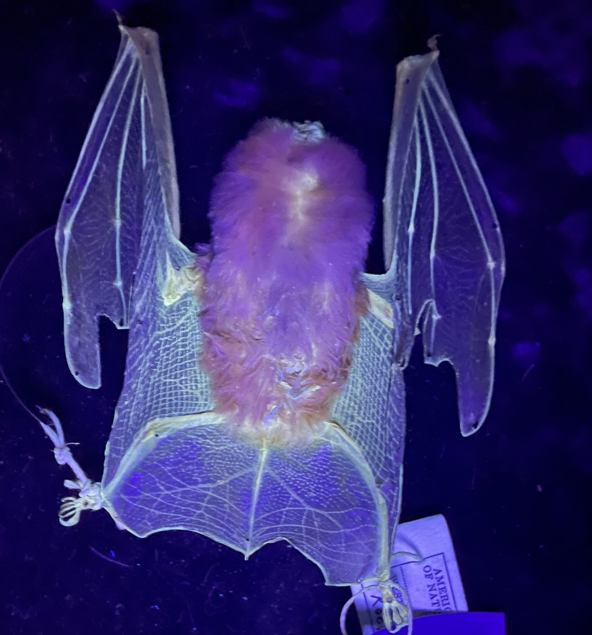 Museum staff discover hundreds of mammals glow under UV light