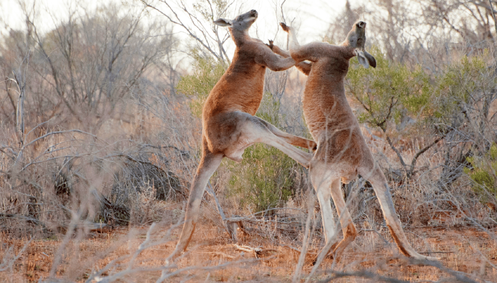 Explainer Why Kangaroos Attack Australian Geographic explainer-why-kangaroos-attack-australian-geographic