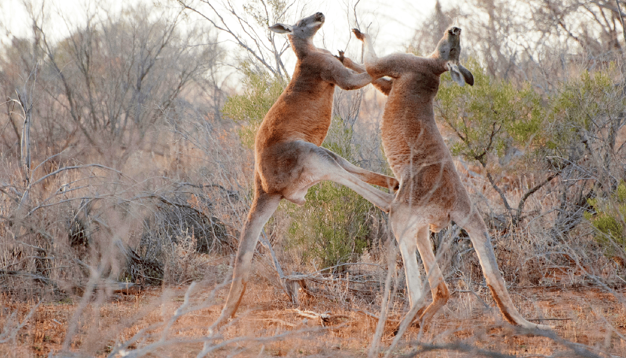 explainer-why-kangaroos-attack-australian-geographic