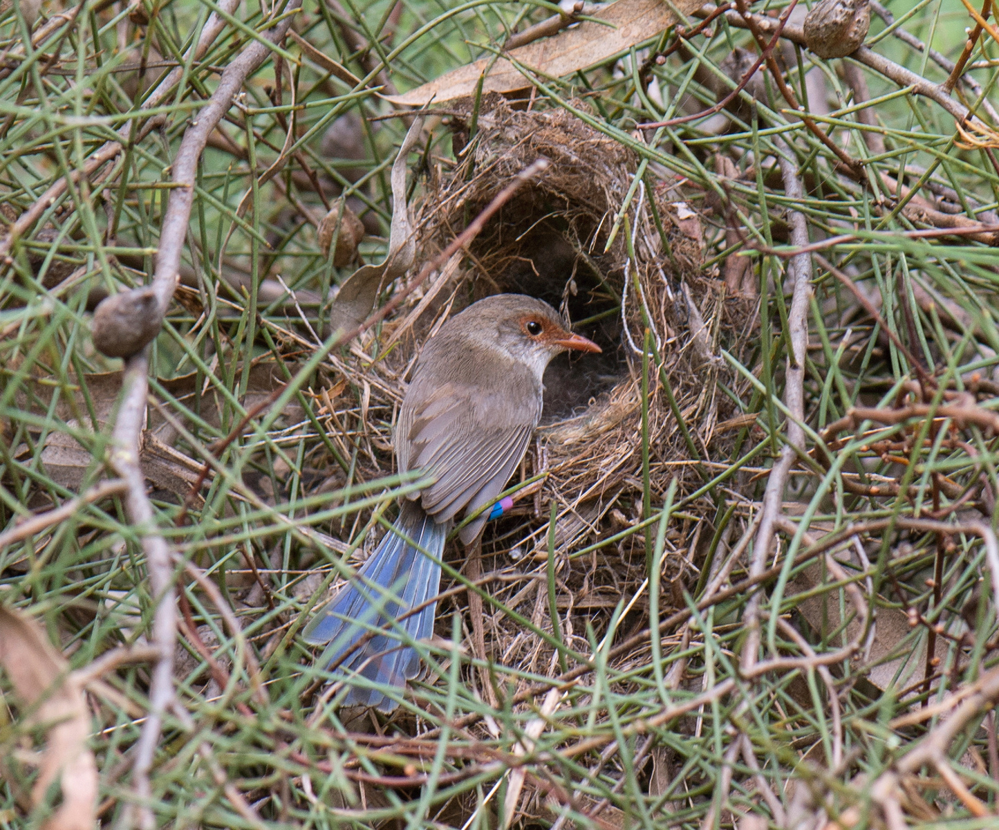 Aussie fairywrens learn while still inside their eggs Australian