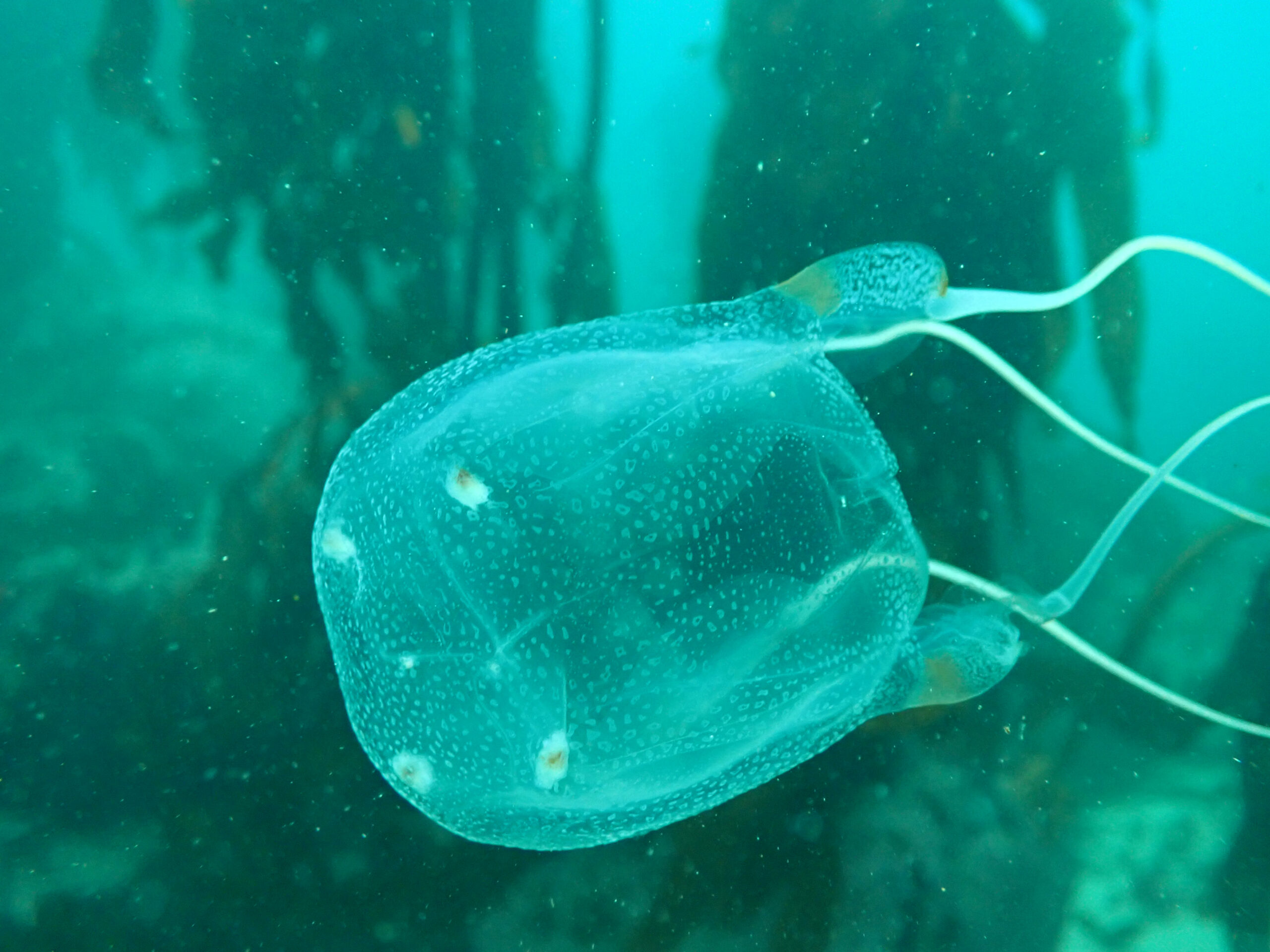 Image for article: Box jellyfish are the Swiss Army knives of the ocean