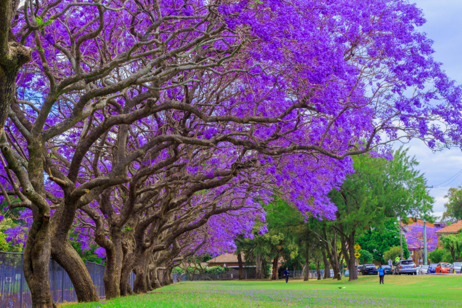 Cómo el árbol de jacarandá sudamericano se convirtió en un símbolo de la primavera australiana – Australia Geographic