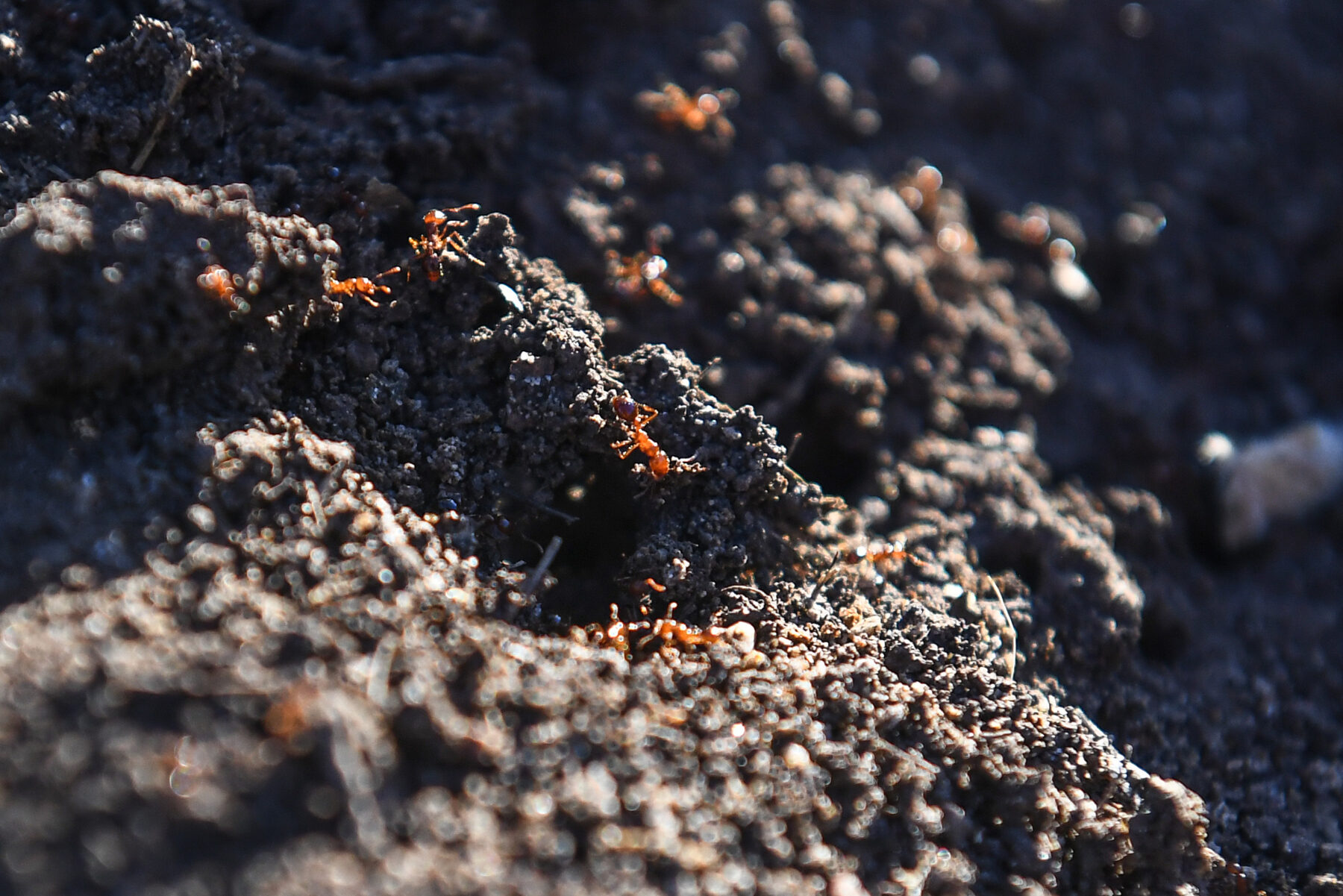 Fire ants - Figure 1